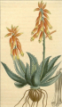 ALOÈS