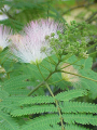 ALBIZZIA