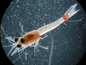 MYSIDACÉ
