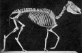 HIPPARION