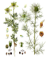 NIGELLE
