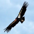 CONDOR
