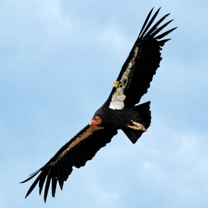 CONDOR