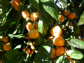 MANDARINIER
