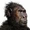 Logo Primates