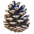 PIN
