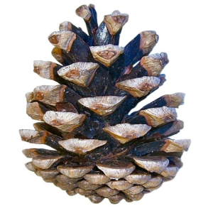 PIN