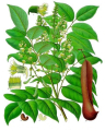 MYROXYLON
