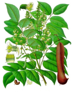 MYROXYLON