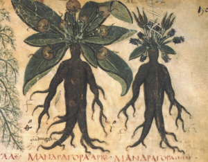 MANDRAGORE