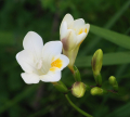 FREESIA