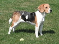 BEAGLE