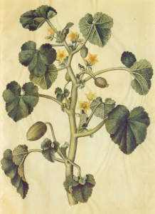ECBALLIUM