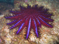 ACANTHASTER