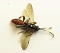 ICHNEUMON