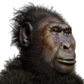 ZINJANTHROPE
