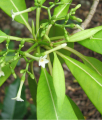RAUWOLFIA