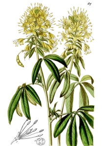 CLÉOME
