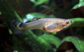 GUPPY
