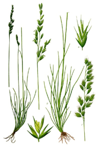 FÉTUQUE