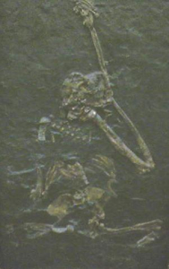 ORÉOPITHÈQUE