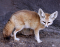 FENNEC