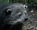 BINTURONG