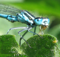 AGRION