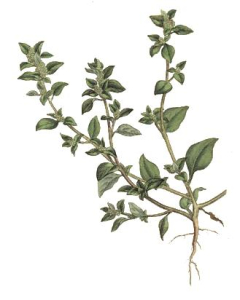 VULVAIRE