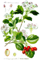 AUBÉPINE