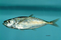 CHINCHARD
