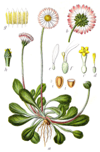 PÂQUERETTE