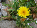PICRIDIUM