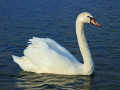 CYGNE