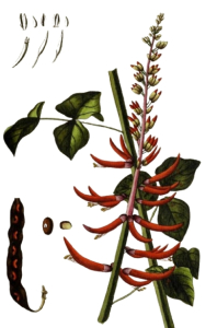 ÉRYTHRINE