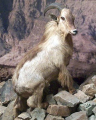 TAHR