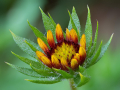 GAILLARDIE