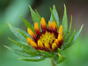 GAILLARDIE