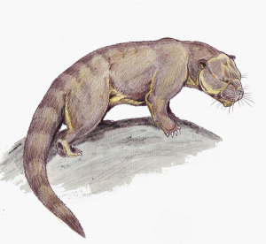 CRÉODONTE