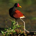 JACANA