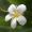 Image Apocynaceae