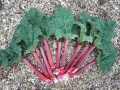 RHUBARBE