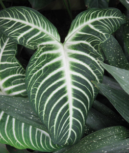 CALADIUM