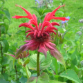 MONARDE