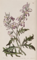GIROFLÉE
