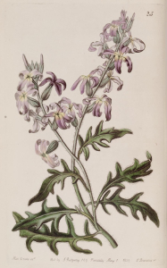GIROFLÉE