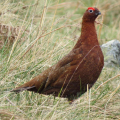 GROUSE