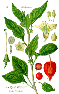 ALKÉKENGE