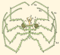 PYCNOGONIDE
