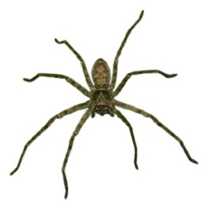 HÉTÉROPODE